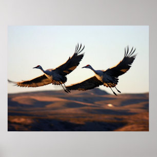 Poster Grues de Sandhill le matin