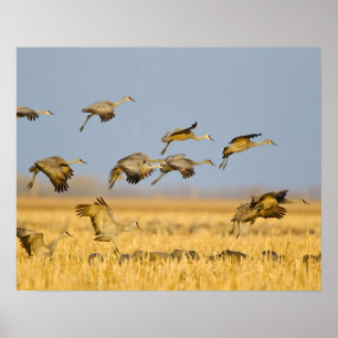 Poster Grues du Canada atterrissent dans des champs de ma