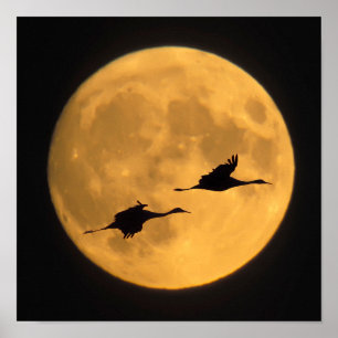 Poster Grues Sandhill   Réserve nationale de faune