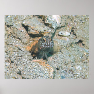 Poster Grumeux