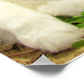 Poster Grumpy Calico Hates Everything but Rocks (Coin)