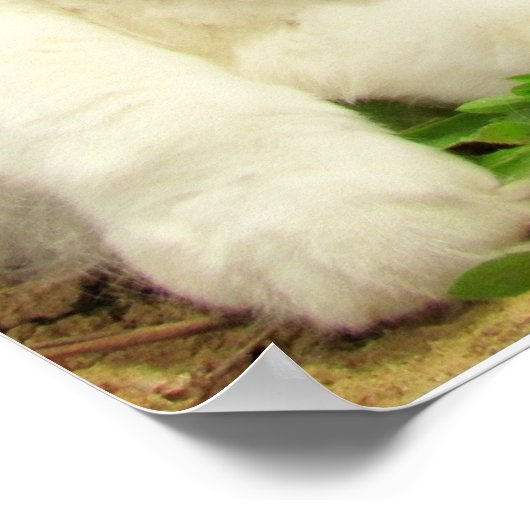 Poster Grumpy Calico Hates Everything but Rocks (Coin)