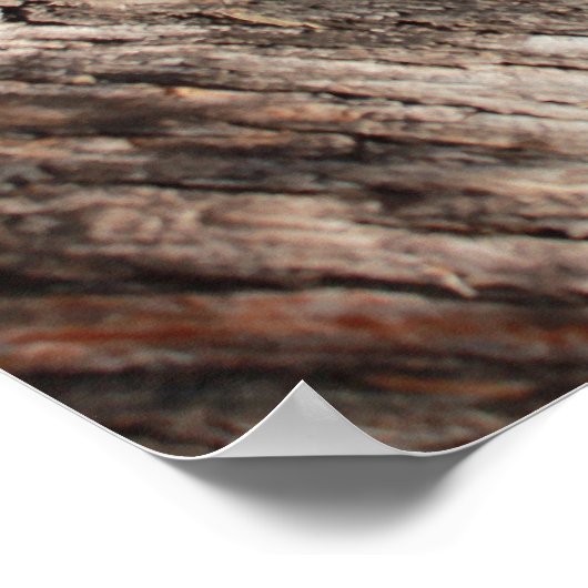 Poster Grumpy Cat™ Meows (Coin)