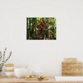 Poster Guacamayo 7 couleurs / Scarlet Macaw (Cuisine)