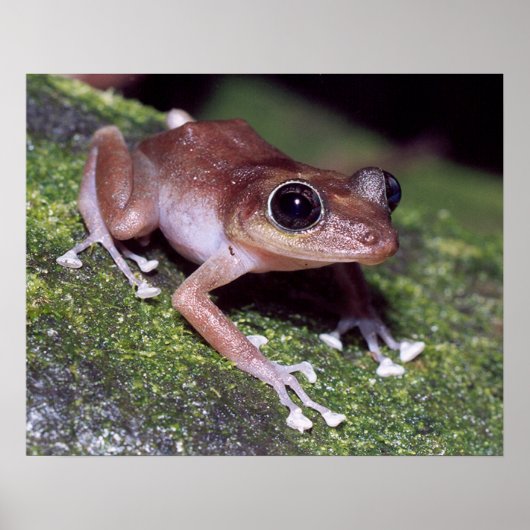 Poster Guajon (Devant)