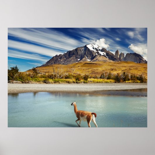 Poster Guanaco traversant la rivière à Torres del Paine (Devant)