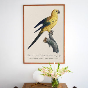 Poster Guarouba dans fils jeune âge / Sun parakeet
