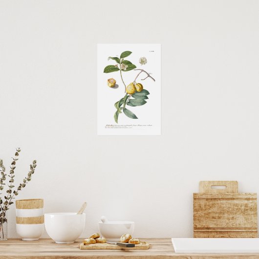 Poster Guava (Cuisine)