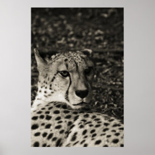 Poster Guépard