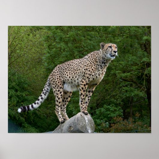 Poster Guépard (Devant)