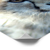 Poster guépard10x10 (Coin)