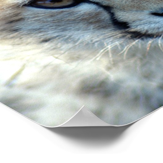 Poster guépard10x10 (Coin)