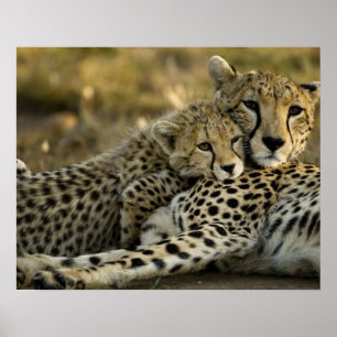 Poster Guépard, Acinonyx jubatus, avec son petit dans le