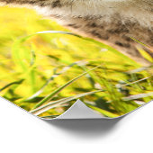 Poster Guépard dans l'Herbe (Coin)