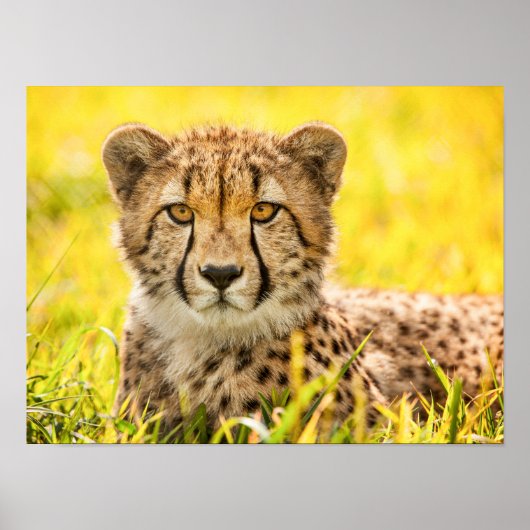 Poster Guépard dans l'Herbe (Devant)