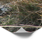 Poster guépard étirement (Coin)