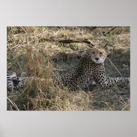 Poster guépard étirement (Devant)