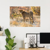 Poster Guépard regardant autour (Bureau à domicile)