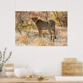 Poster Guépard regardant autour (Cuisine)