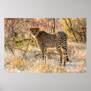 Poster Guépard regardant autour