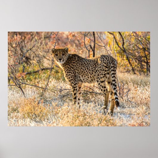 Poster Guépard regardant autour (Devant)