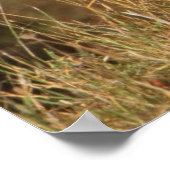 Poster Guépard sur un petit monticule pour une meilleure  (Coin)