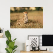 Poster Guépard sur un petit monticule pour une meilleure  (Bureau à domicile)