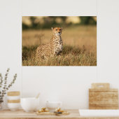 Poster Guépard sur un petit monticule pour une meilleure  (Cuisine)