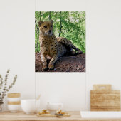 Poster Guépard sur un rocher (Cuisine)