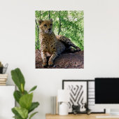 Poster Guépard sur un rocher (Bureau à domicile)