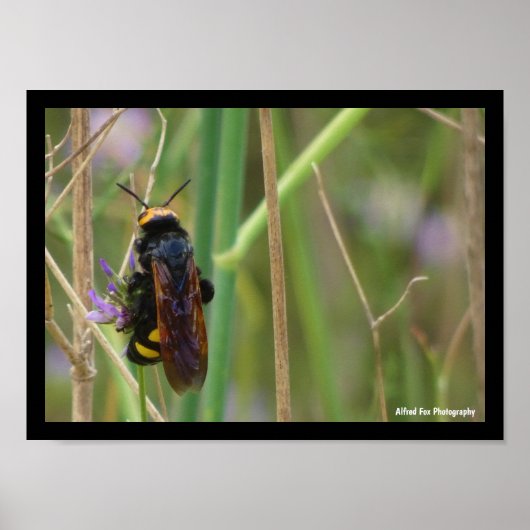 Poster Guêpe Mammouth sur Tige (Devant)