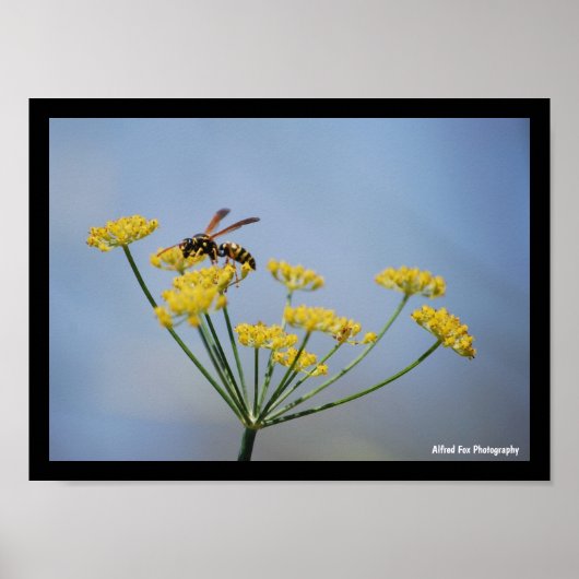 Poster Guêpe Pollinisant le Fenouil Sauvage (Devant)