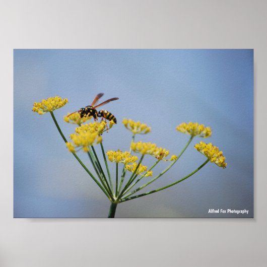 Poster Guêpe Pollinisant le Fenouil Sauvage (Devant)