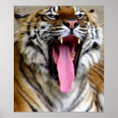 Poster Gueule de Tigre (Devant)
