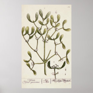 Poster Gui "d'un de fines herbes curieux", 1782