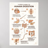 Poster Guide en 7 étapes du processus de digestion humain (Devant)
