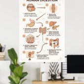 Poster Guide en 7 étapes du processus de digestion humain (Bureau à domicile)