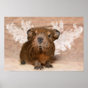 Poster Guinea Pig Angel