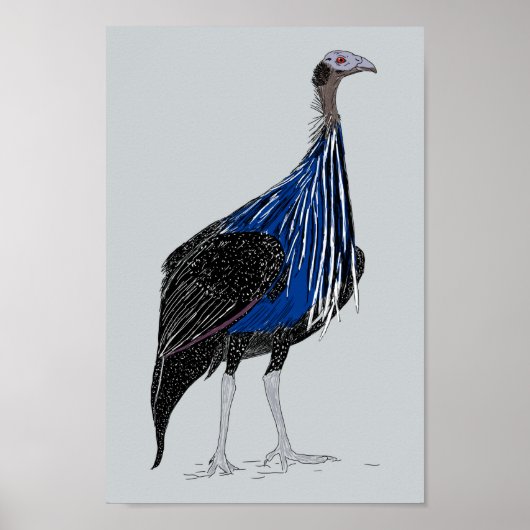 Poster Guineafowl Vulturine (Devant)