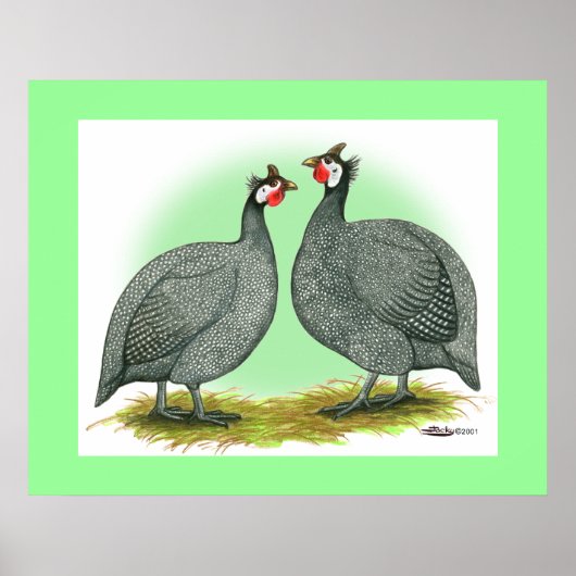 Poster Guineas : Français (Devant)