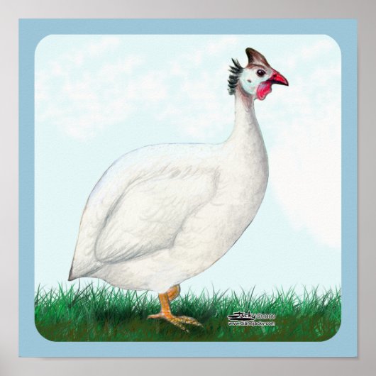 Poster Guinée blanche (Devant)