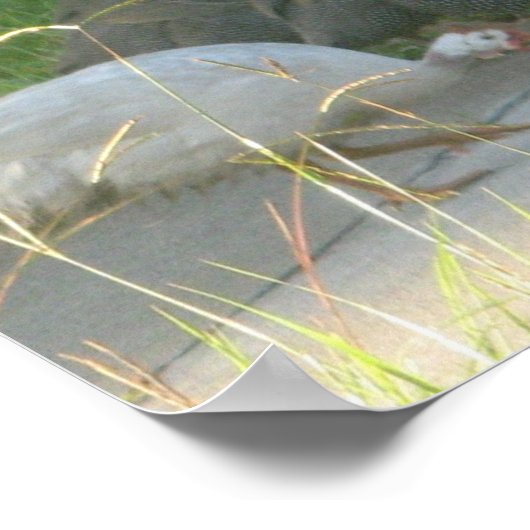 Poster Guinée Fowl (Coin)