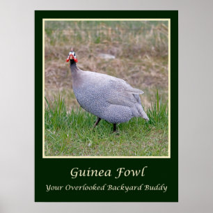 Poster Guinée Fowl