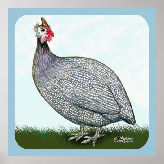 Poster Guinée Lavande en vedette (Devant)