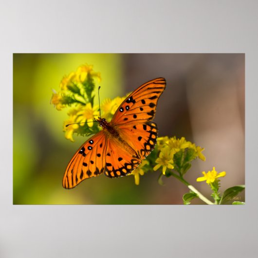 Poster Gulf Fritillary alias Papillon de la Passion sur l (Devant)