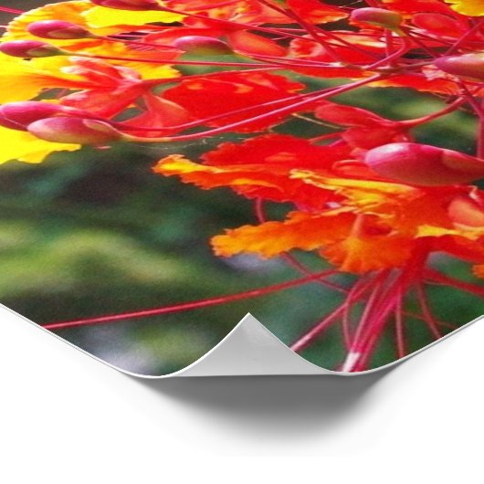 POSTER GULF FRITILLARY BUTTERFLY (Coin)