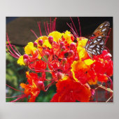 POSTER GULF FRITILLARY BUTTERFLY (Devant)