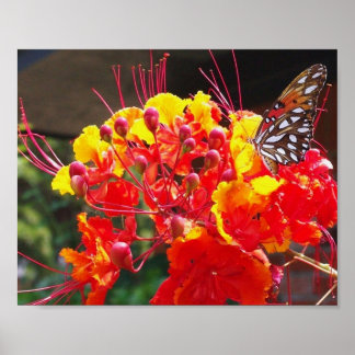 POSTER GULF FRITILLARY BUTTERFLY