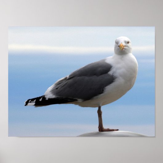 Poster Gull de mer (Devant)