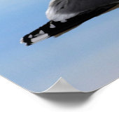 Poster Gull de mer (Coin)